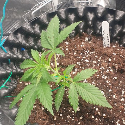 Crème Brûlée Auto  growlog photo: About 14 cm tall.  Starting LST bending.