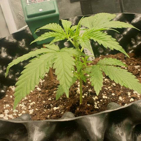 Crème Brûlée Auto  growlog photo: About 14 cm tall.  Starting LST bending.