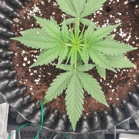 Crème Brûlée Auto  growlog photo: Watered with some 300ml of same solution 