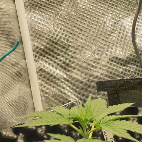Crème Brûlée Auto  growlog photo: Watered with some 300ml of same solution 