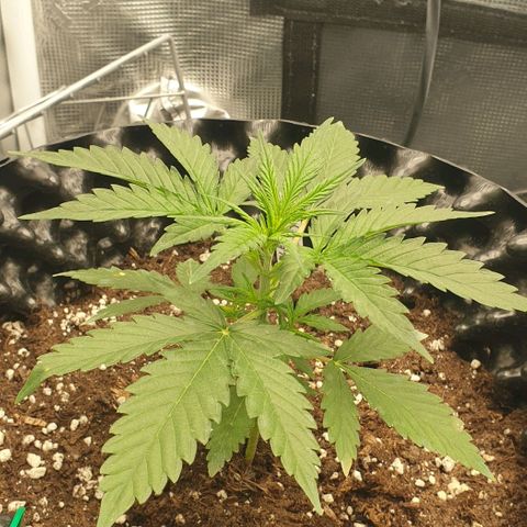 Crème Brûlée Auto  growlog timeline photo