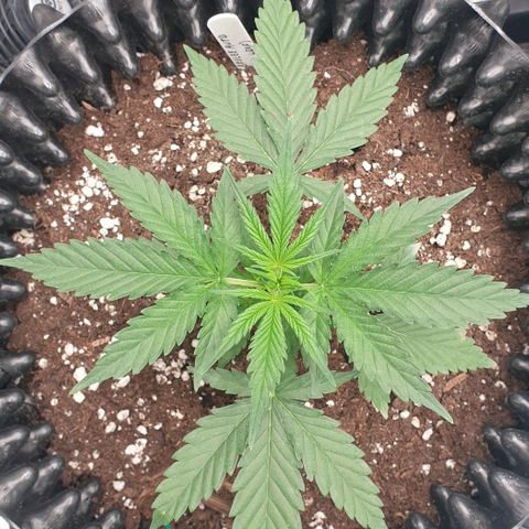 Crème Brûlée Auto  growlog timeline photo