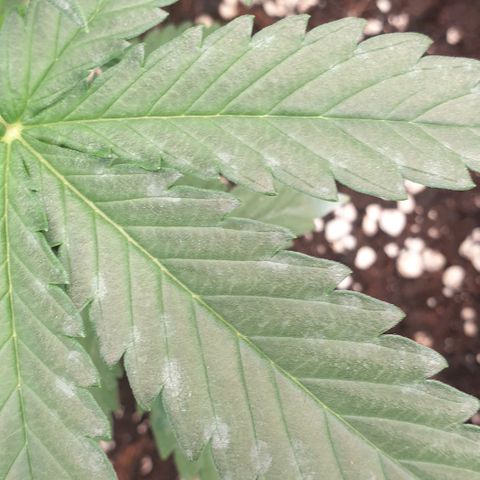 Crème Brûlée Auto  growlog photo: Stains on leaves.  Seem to be from spraying.  