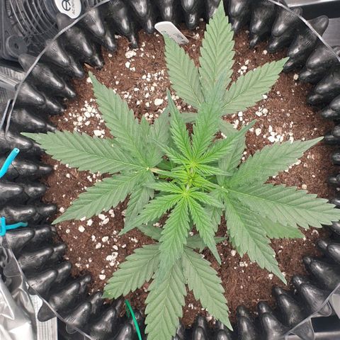 Crème Brûlée Auto  growlog photo: Stains on leaves.  Seem to be from spraying.  