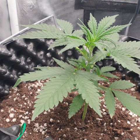 Crème Brûlée Auto  growlog photo: Stains on leaves.  Seem to be from spraying.  