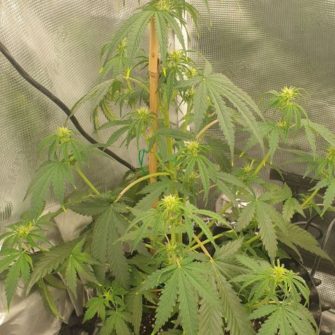 Crème Brûlée Auto  growlog photo: About 60cm tall