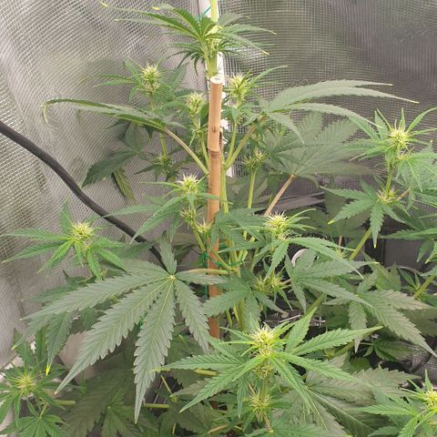 Crème Brûlée Auto  growlog photo: Did a bit of LST 