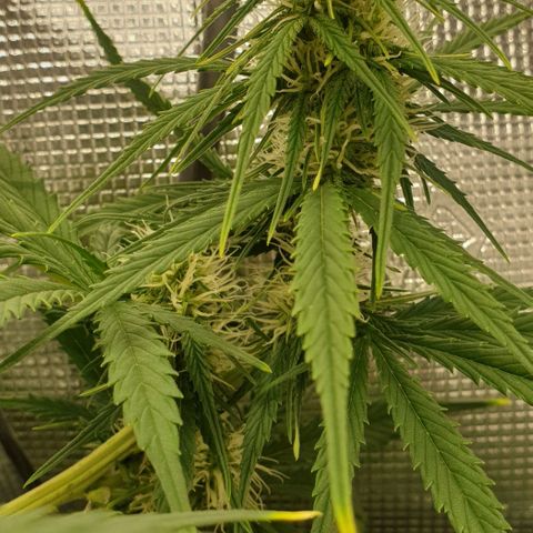 Crème Brûlée Auto  growlog timeline photo
