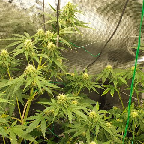 Crème Brûlée Auto  growlog timeline photo