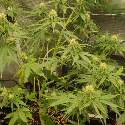 Crème Brûlée Auto  growlog timeline photo