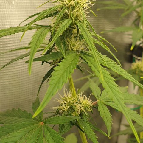 Crème Brûlée Auto  growlog timeline photo