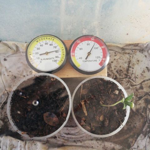 Mark 1 ( Bonsái Samurái )  growlog timeline photo