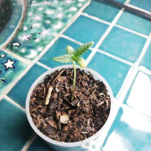 Mark 1 ( Bonsái Samurái )  growlog timeline photo