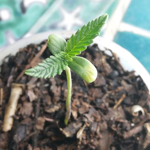Mark 1 ( Bonsái Samurái )  growlog timeline photo