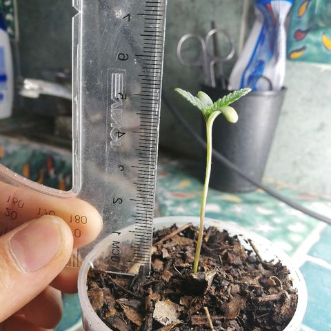 Mark 1 ( Bonsái Samurái )  growlog timeline photo