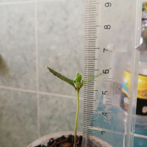 Mark 1 ( Bonsái Samurái )  growlog timeline photo