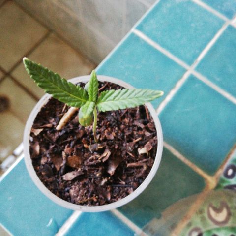 Mark 1 ( Bonsái Samurái )  growlog timeline photo