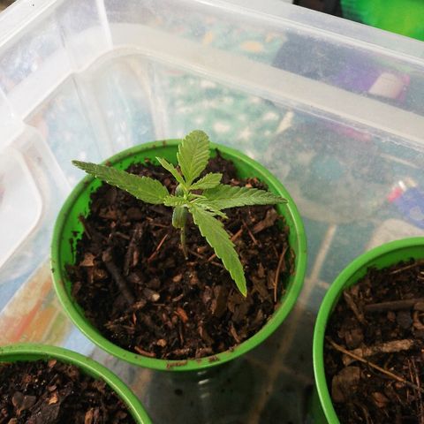 Mark 1 ( Bonsái Samurái )  growlog timeline photo