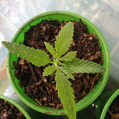 Mark 1 ( Bonsái Samurái )  growlog timeline photo
