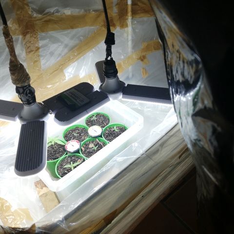 Mark 1 ( Bonsái Samurái )  growlog timeline photo