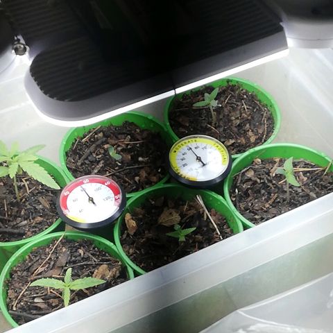 Mark 1 ( Bonsái Samurái )  growlog timeline photo