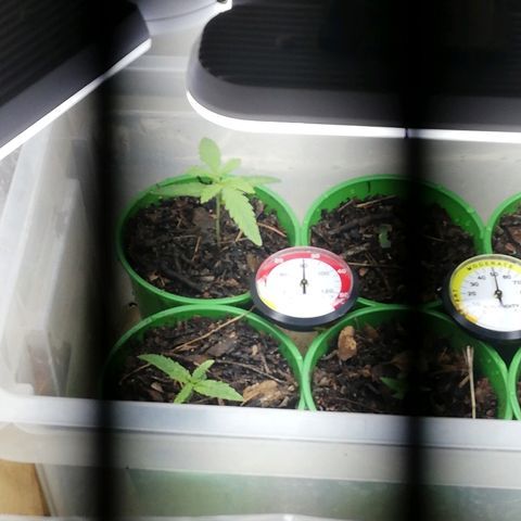 Mark 1 ( Bonsái Samurái )  growlog timeline photo