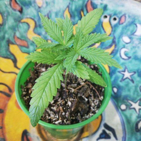 Mark 1 ( Bonsái Samurái )  growlog timeline photo