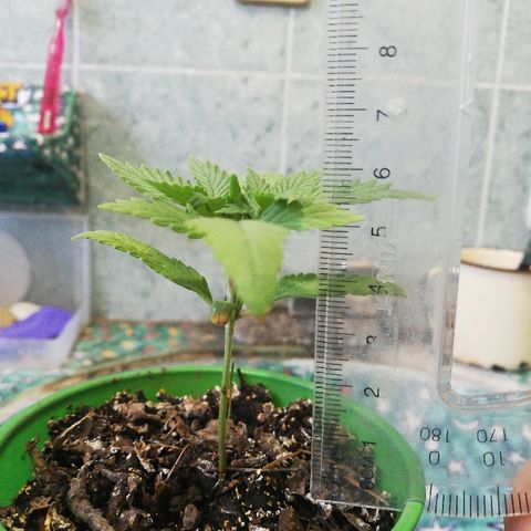 Mark 1 ( Bonsái Samurái )  growlog timeline photo
