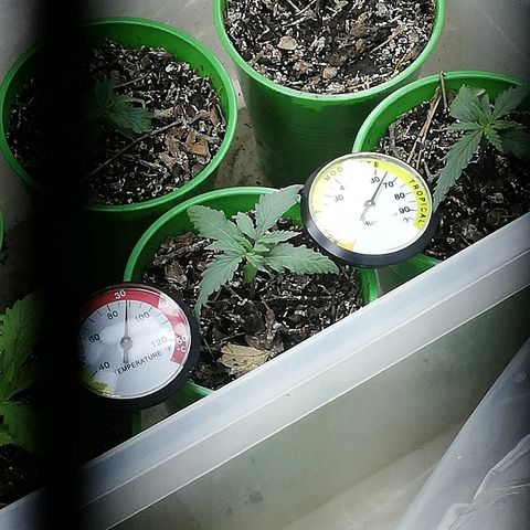 Mark 1 ( Bonsái Samurái )  growlog timeline photo