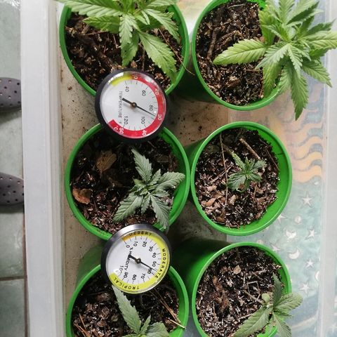 Mark 1 ( Bonsái Samurái )  growlog timeline photo