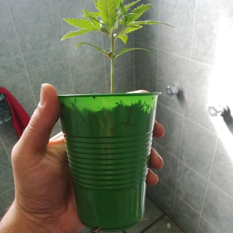 Mark 1 ( Bonsái Samurái )  growlog timeline photo