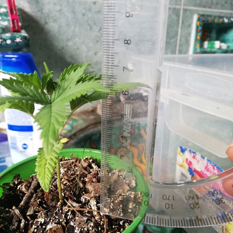 Mark 1 ( Bonsái Samurái )  growlog timeline photo