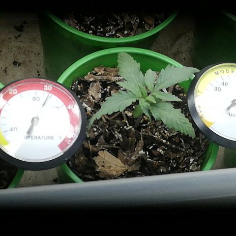Mark 1 ( Bonsái Samurái )  growlog timeline photo