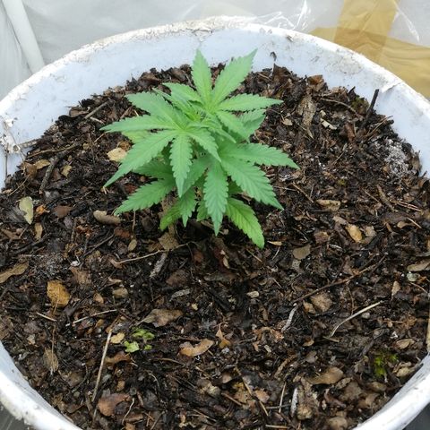 Mark 1 ( Bonsái Samurái )  growlog timeline photo