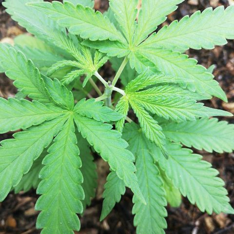 Mark 1 ( Bonsái Samurái )  growlog timeline photo