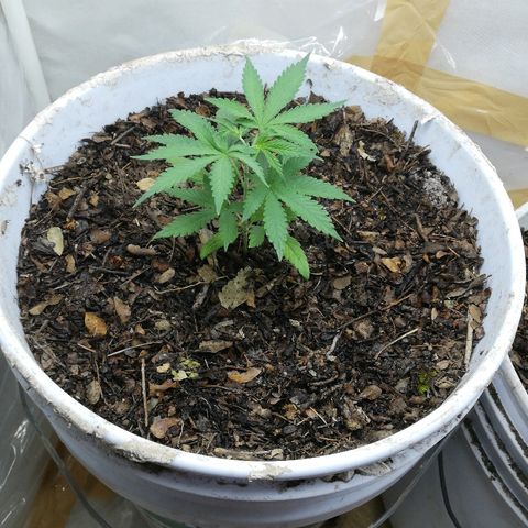 Mark 1 ( Bonsái Samurái )  growlog timeline photo