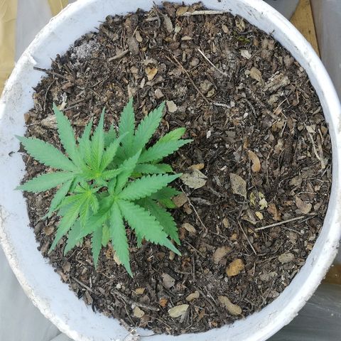Mark 1 ( Bonsái Samurái )  growlog timeline photo