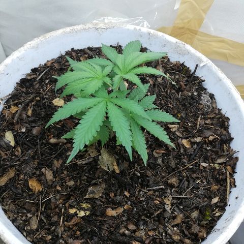 Mark 1 ( Bonsái Samurái )  growlog timeline photo
