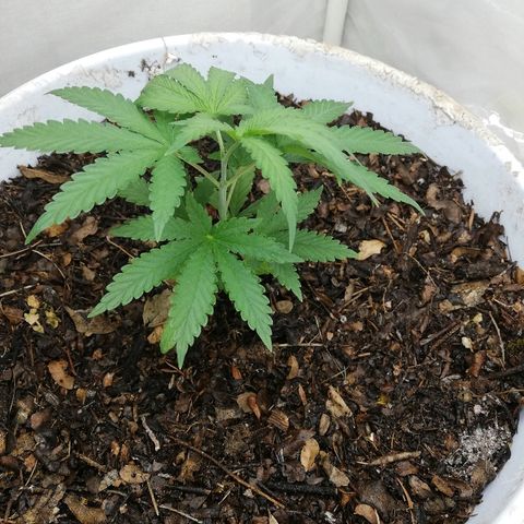 Mark 1 ( Bonsái Samurái )  growlog timeline photo