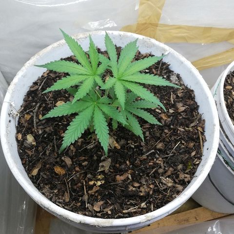 Mark 1 ( Bonsái Samurái )  growlog timeline photo