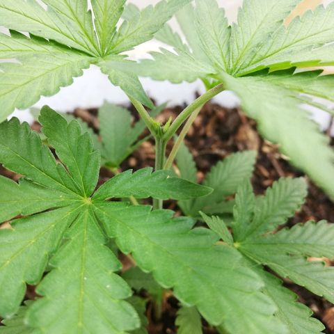 Mark 1 ( Bonsái Samurái )  growlog timeline photo