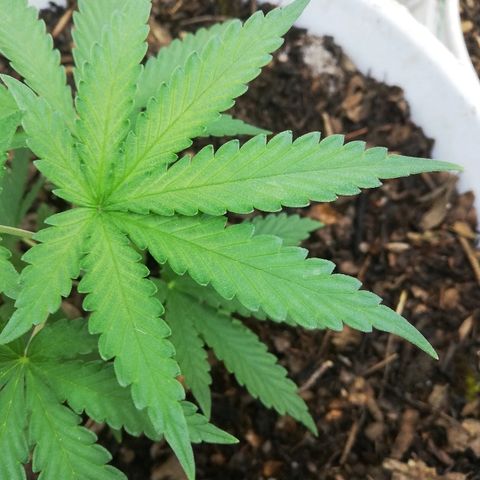 Mark 1 ( Bonsái Samurái )  growlog timeline photo