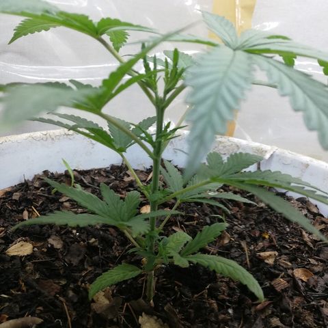 Mark 1 ( Bonsái Samurái )  growlog timeline photo