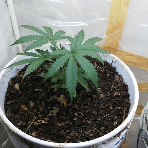 Mark 1 ( Bonsái Samurái )  growlog timeline photo