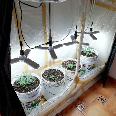 Mark 1 ( Bonsái Samurái )  growlog timeline photo