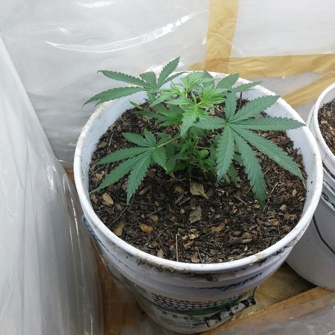 Mark 1 ( Bonsái Samurái )  growlog timeline photo