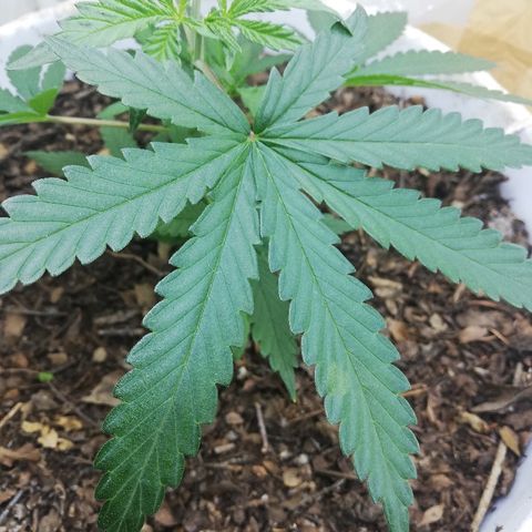 Mark 1 ( Bonsái Samurái )  growlog timeline photo