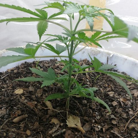Mark 1 ( Bonsái Samurái )  growlog timeline photo