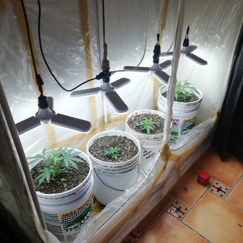 Mark 1 ( Bonsái Samurái )  growlog timeline photo