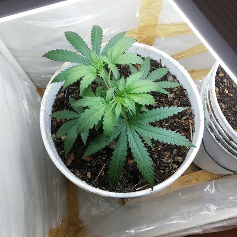 Mark 1 ( Bonsái Samurái )  growlog timeline photo